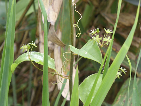 Smilax nipponica