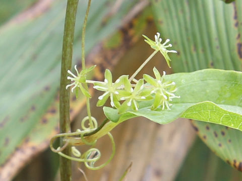 Smilax nipponica