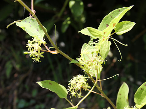 Smilax nipponica