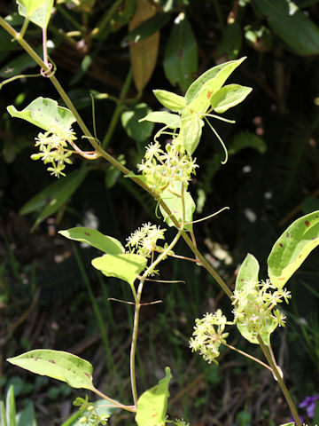 Smilax nipponica