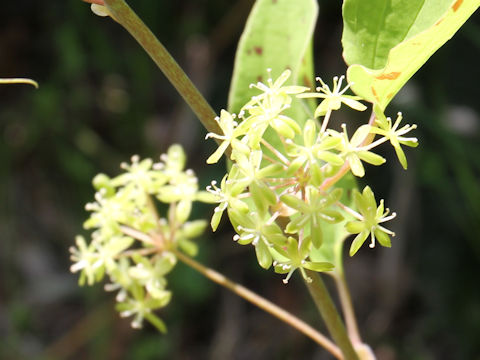 Smilax nipponica