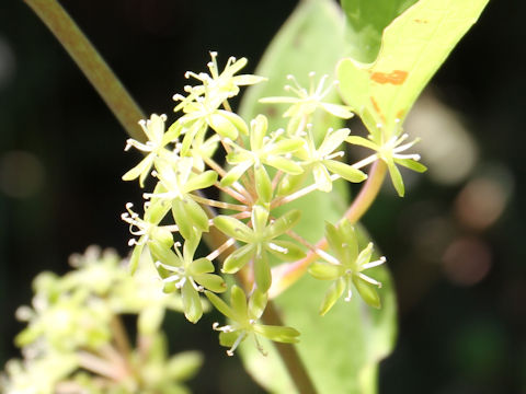 Smilax nipponica