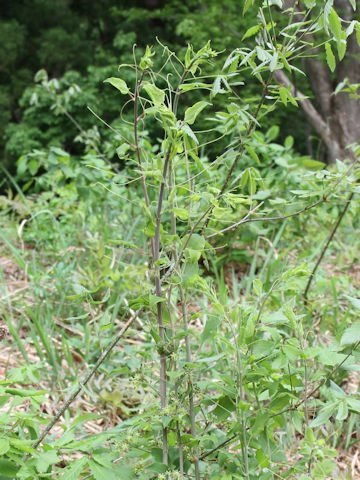 Smilax nipponica