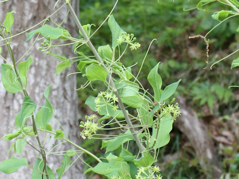 Smilax nipponica