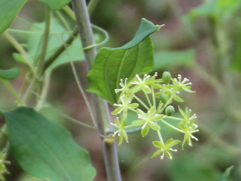 Smilax nipponica