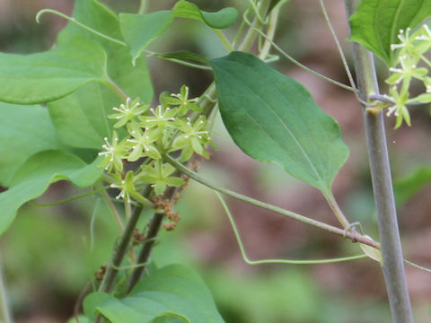 Smilax nipponica