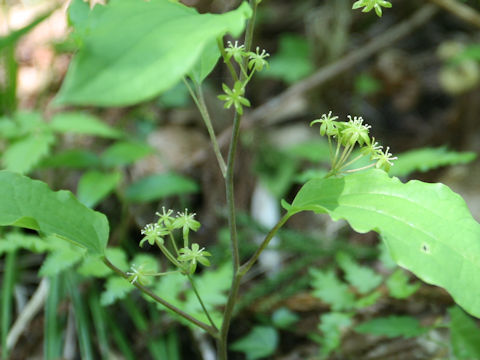 Smilax nipponica