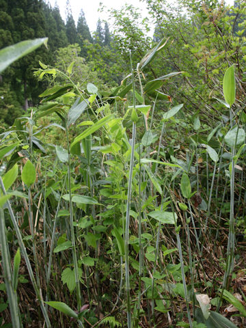 Smilax nipponica