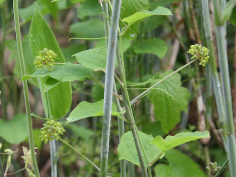 Smilax nipponica