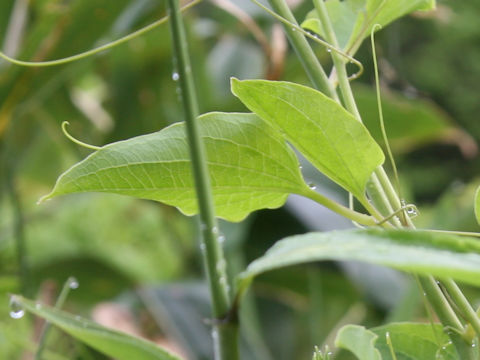 Smilax nipponica