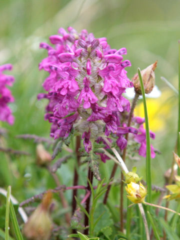 Pedicularis verticillata