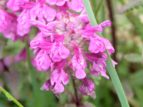 Pedicularis verticillata