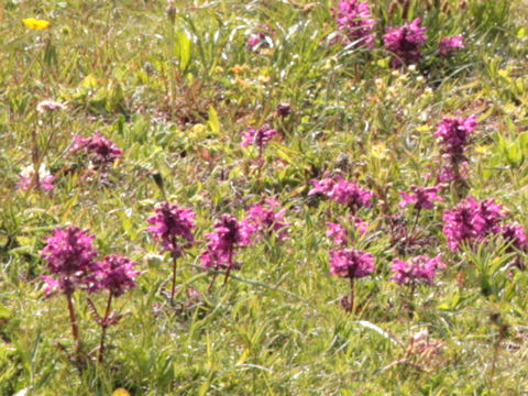 Pedicularis verticillata