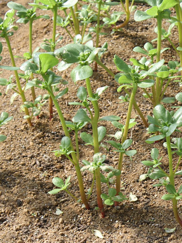 Portulaca oleracea var. sativa