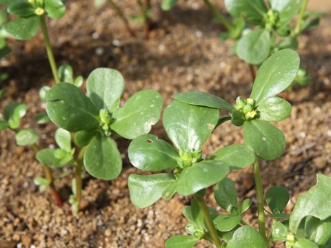 Portulaca oleracea var. sativa