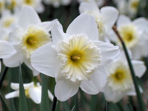 Narcissus cv. Ice Follies