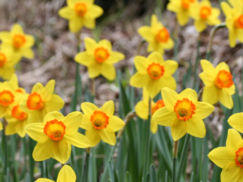 Narcissus cv. Garden Giant