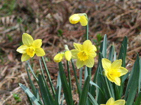 Narcissus cv.