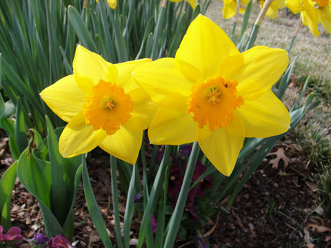 Narcissus cv.
