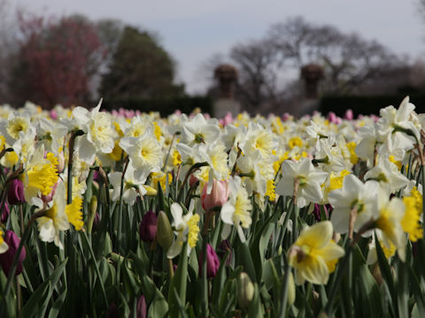 Narcissus cv.