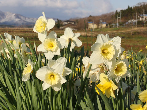 Narcissus cv. Garden Giant