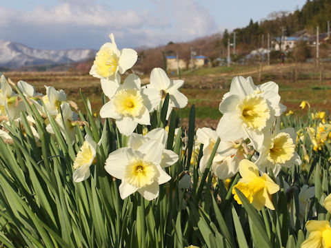 Narcissus cv. Garden Giant