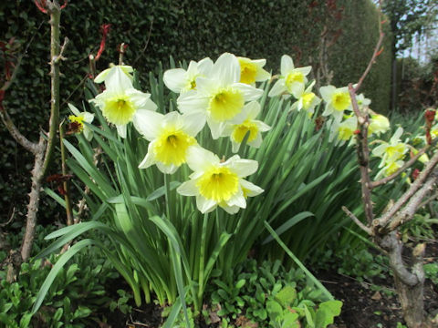 Narcissus cv.