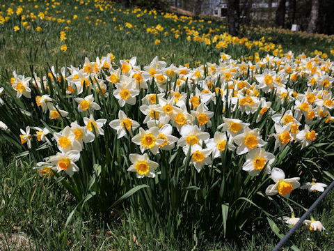 Narcissus cv. Johann Strauss