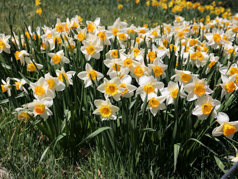 Narcissus cv. Johann Strauss