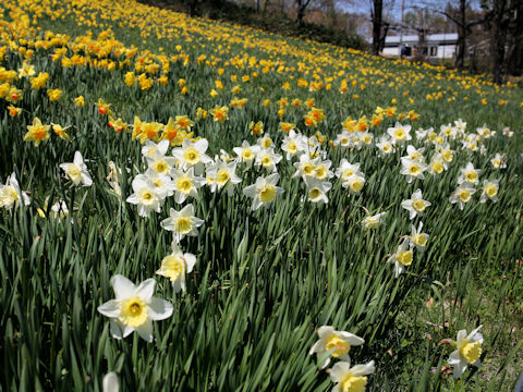 Narcissus cv. Ice Follies