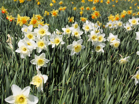 Narcissus cv. Ice Follies