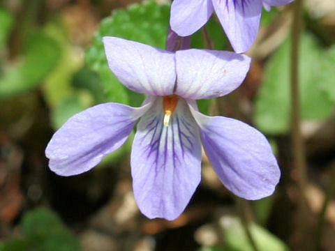 Viola grypoceras