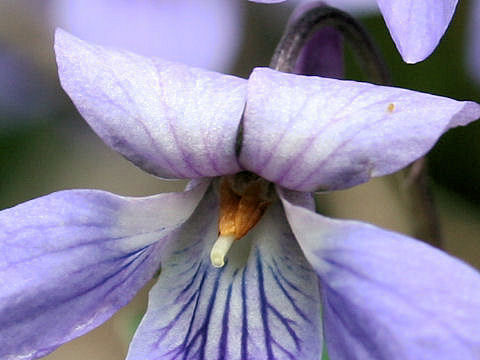 Viola grypoceras