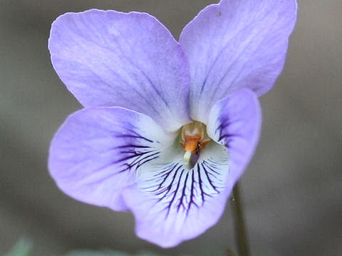 Viola grypoceras