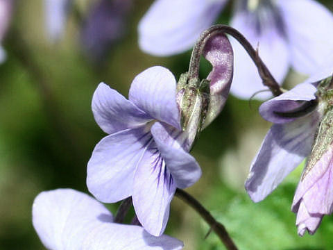 Viola grypoceras