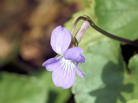 Viola grypoceras