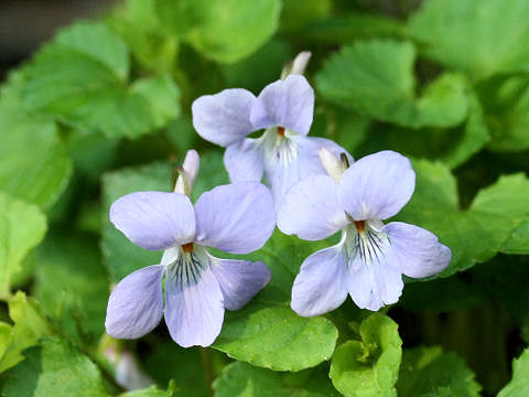 Viola grypoceras