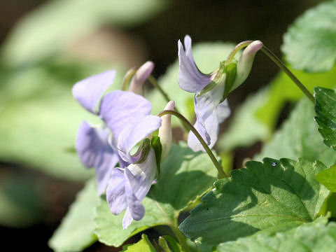 Viola grypoceras