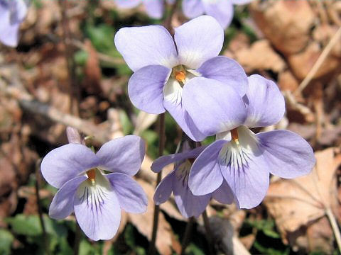 Viola grypoceras