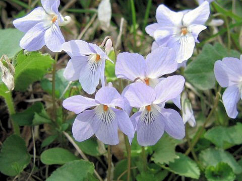 Viola grypoceras