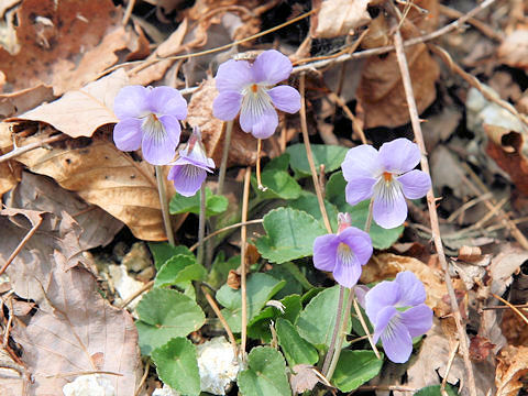 Viola grypoceras