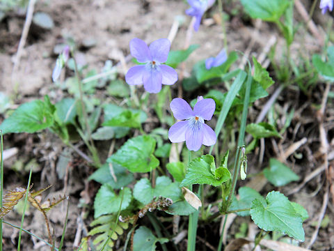 Viola grypoceras