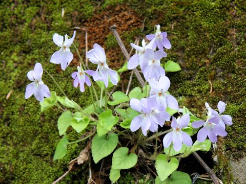 Viola grypoceras