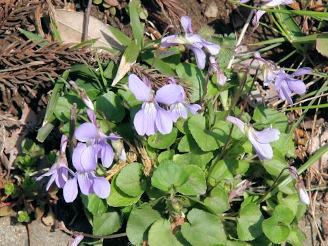 Viola grypoceras