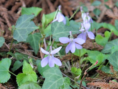 Viola grypoceras