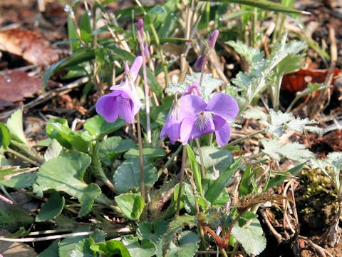 Viola grypoceras