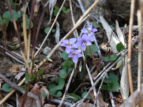 Viola grypoceras