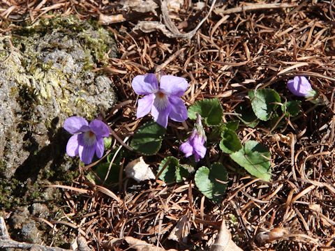 Viola grypoceras