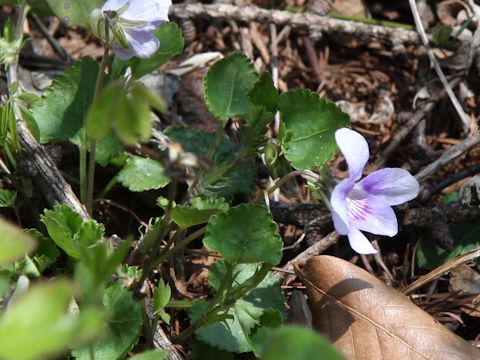 Viola grypoceras