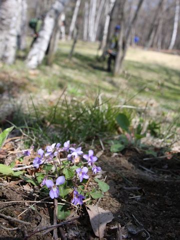 Viola grypoceras